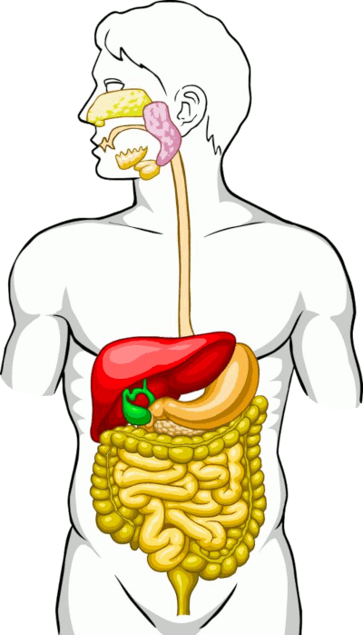 Схема пищеварительной системы человека